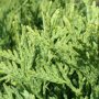 Thuja occidentalis 'Holmstrup'
